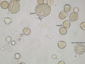 Odmiany i pochodzenie miodu